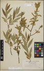 Foto von Salix alba L. x Salix pentandra L.